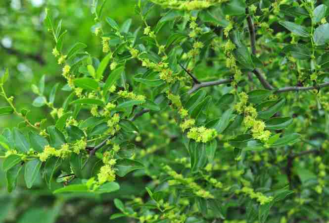 沙枣树种植方法(沙枣树苗的种植方式)